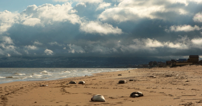 «По неизвестным причинам». Массовая гибель каспийских тюленей