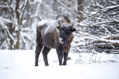 В Якутии займутся восстановлением популяции бизонов