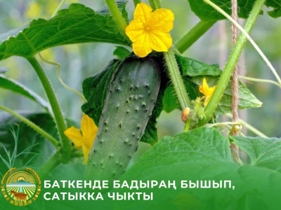 В Баткенском районе начали собирать первый урожай ранних огурцов