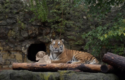 В Приморье амурский тигр пришёл в село Кугуки и лёг возле забора