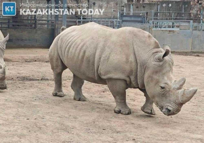 Посетитель зоопарка Алматы бросил камнем в глаз носорогу   
