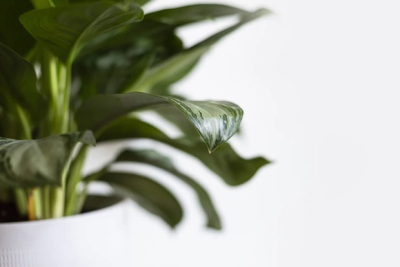 Как пересаживать комнатные растения, чтобы никто не умер?