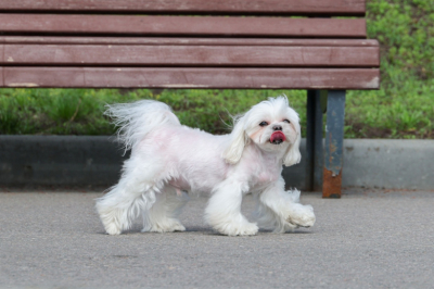 В Госдуму внесли законопроект о реестре домашних животных