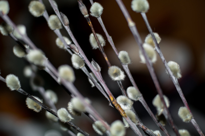 Православные верующие 5&nbsp;апреля отмечают Вербное воскресенье